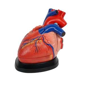 Modello Didattico YULIN YL-3X01, Cuore Umano Ingrandito 3 Volte, Modello Educativo <span class=keywords><strong>per</strong></span> l'Anatomia e la Ricerca sui Organi - Product Image 5