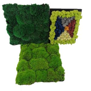 Panel <span class=keywords><strong>de</strong></span> azulejo <span class=keywords><strong>de</strong></span> musgo conservado <span class=keywords><strong>de</strong></span> musgo Natural Real ambiental para decoración del hogar - Product Image 5