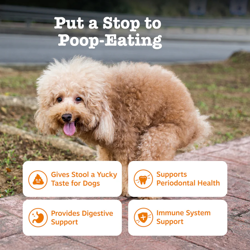 anal gland treat dogs