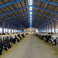 Kandang Sapi Dasar 24x60m - Tinggi Atap 4m, Lorong Pakan 12ft, 80 Sapi, Hemat Biaya