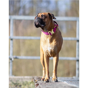 Collar para perro de combate acolchado de <span class=keywords><strong>neopreno</strong></span> resistente, 1,5 pulgadas, hebilla de Color dorado - Product Image 6