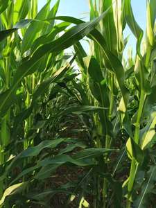 <span class=keywords><strong>ปุ๋ย</strong></span>อินทรีย์แบบละลายช้าชนิดเม็ด 40 กก. ช่วยปรับปรุงดินสำหรับมันสำ<span class=keywords><strong>ปะ</strong></span><span class=keywords><strong>หลัง</strong></span>และข้าวโพด กรดฟูลวิคเชลิเตตธาตุอาหารรองและธาตุอาหารจำเป็น - Product Image 3