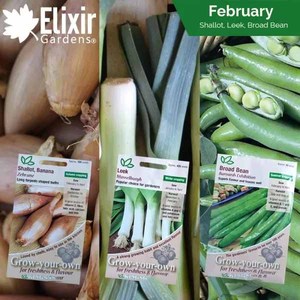 Février Kits de culture de légumes en pot complet Fournitures de jardin pour un jardinage potager réussi - Product Image 2