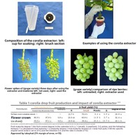 Outil de taille pour cactus Saboten et fleurs de vigne, importé du Japon, pour arbres fruitiers, jardins, agriculture et foresterie