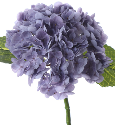 violet foncé