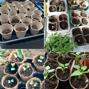 Pots de <span class=keywords><strong>fleurs</strong></span> ronds en papier biodégradables, organiques, jetables et compostables pour pépinière - Product Image 6