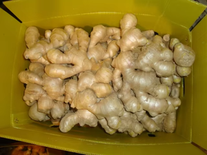 <span class=keywords><strong>Venta</strong></span> caliente 80-150g Jengibre al por mayor para la exportación con la mejor calidad y precio barato Jengibre fresco de alta calidad con Global Gap & Haccp - Product Image 2