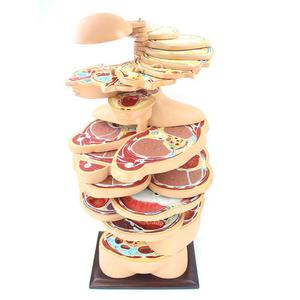 Modelo de <span class=keywords><strong>Anatomía</strong></span> de sección horizontal de cabeza-cuello-torso humano-24 piezas desmontables para Educación Médica - Product Image 2