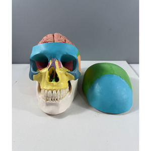 Modèle anatomique de crâne humain coloré grandeur nature amélioré pour le <span class=keywords><strong>cours</strong></span> d'étude d'anatomie humaine d'un étudiant en médecine - Product Image 2
