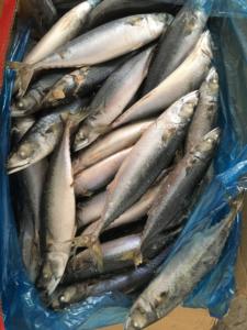 Sgombro Saba del Pacifico Nord Congelato per Inscatolamento, Best Seller |   15 kg/cartone - Product Image 5