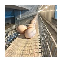 Cages à poules pondeuses en acier galvanisé de type H, système de conception de batterie automatique moderne et innovant pour l'élevage avicole