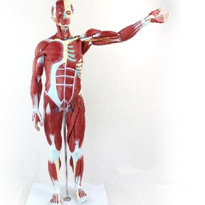 Modèle de mannequin anatomique masculin avec muscles humains, taille réelle 170 cm, PVC avancé, toucher réaliste - Product Image 2