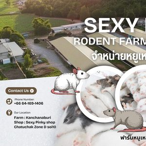 อาหารหนูอบแห้งแบบทั้งตัว สำหรับส่งออกจำนวนมาก เหมาะสำหรับงูหลาม นกเหยี่ยว และสวนสัตว์สัตว์เลื้อยคลาน - Product Image 5