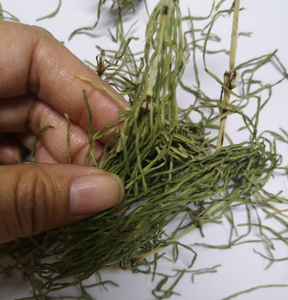 <span class=keywords><strong>Wen</strong></span> Jin <span class=keywords><strong>cao</strong></span> nguyên liệu tự nhiên khô prele PA coupee cắt giảm cho thảo mộc - Product Image 4