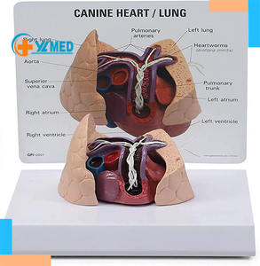 कैनाइन दिल और फेफड़े का मॉडल पशु शरीर शरीर शरीर शरीर शरीर रचना मॉडल पशु चिकित्सा के लिए हृदय और फेफड़ों के हृदय रोग का - Product Image 1