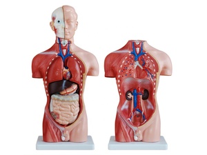 Haute qualité et bon prix, anatomie 42cm, <span class=keywords><strong>homme</strong></span>, corps <span class=keywords><strong>musclé</strong></span> humain, modèle de <span class=keywords><strong>torse</strong></span> humain, 13 pièces - Product Image 2