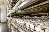Chambre de culture de champignons modulaire intelligente en conteneur de 40 pieds avec isolation PIR pour la production agricole à distance de cultures spécialisées