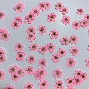 Mini Flores Secas de Narciso Multicolores para Hacer Jabones y Velas, Decoración para Invitaciones de Boda y Scrapbooking - Product Image 3