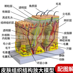 Modèle tridimensionnel anatomique et cosmétique magnifié de la structure du tissu cutané humain ; modèle de coupe transversale de la peau - Product Image 5