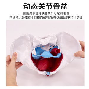 Modèle pelvien féminin articulé, présentant les articulations pelviennes, le sacrum et les structures osseuses pubiennes pour l'obstétrique et la gynécologie - Product Image 5