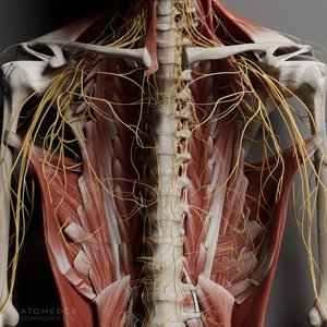 Mesa de Disección <span class=keywords><strong>Virtual</strong></span> 3D Anatomix HD (Eléctrica, Metálica) para la Enseñanza Interactiva de Anatomía y Educación Médica - Product Image 5