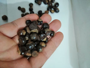 22% polvo de extracto de semillas de <span class=keywords><strong>Guana</strong></span> guaraná aditivos de bebidas funcionales solubles en agua - Product Image 5