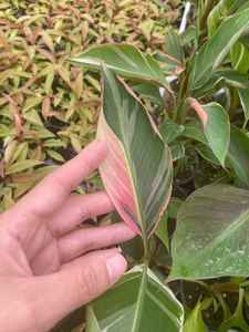 กระถางขนาด9ซม. สีชมพูสำหรับใช้ประดับในร่ม - Product Image 2