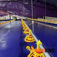 Ligne d'alimentation automatique pour volailles, équipement d'élevage avicole avec mangeoire à plateau et système de vis sans fin