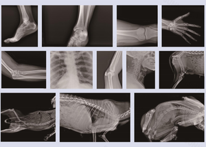 Máquina Handheld portátil veterinária do raio X de Xray 50Kv-70Kv do diagnóstico do SY-D034 <span class=keywords><strong>Medical</strong></span> para a radiografia - Product Image 2
