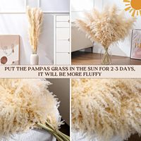 Décoration de mariage bohème en gros, grande plume de pampas séchée, décoration florale, pampas séchée naturelle réelle et préservée pour la décoration