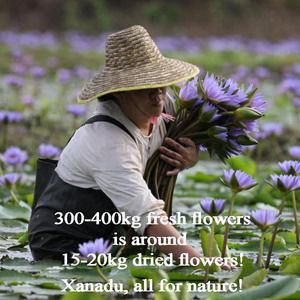 Flores de Loto Azul Secas Sueltas para Té Herbal Xanadu <span class=keywords><strong>Lucid</strong></span> <span class=keywords><strong>Dreaming</strong></span>, Venta al por Mayor, Suministro Directo de Jardín Propio, Cosecha Sostenible - Product Image 2