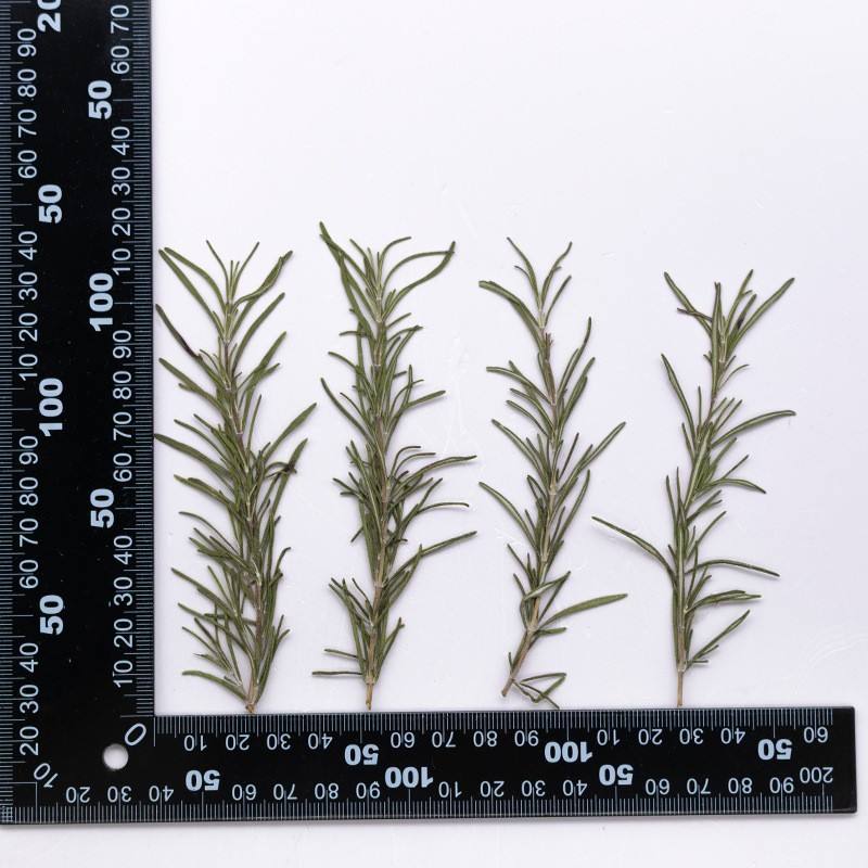 MH715 Midiexiangzhi Natural green