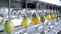 Mango Schilmachine Mango Peeling Pitting Machine Mango Peeling En Snijmachine