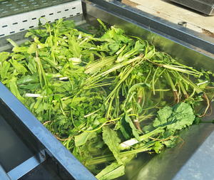 Lavadora Comercial Automática de Frutas y Verduras de Acero Inoxidable con Motor para Plantas de Procesamiento de Vegetales y Uso en Cocina - Product Image 3