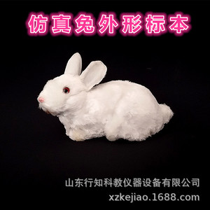 Spécimen de lapin, lapin blanc, spécimen d'oiseau, modèle de lapin, artisanat, aides pédagogiques pour le dessin artistique, instruments d'enseignement - Product Image 5