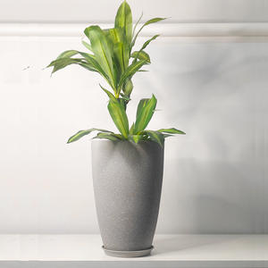 Venta directa de fábrica Esmerilado Espesado Simple Gran diámetro Planta verde de gran tamaño Maceta de plástico - Product Image 4