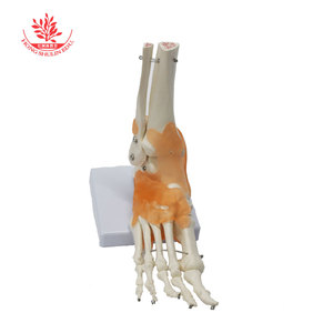 Modèle articulaire humain des articulations de l'épaule, de la hanche, de la main, du genou, du coude et du pied, pour l'enseignement médical de la répositionnement osseux, avec ligaments. - Product Image 2