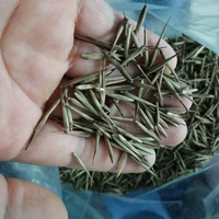500 Gramos de Semillas de Bambú Moso Gigante (Phyllostachys Edulis) en Venta