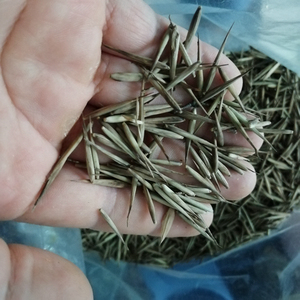 500 Grammi <span class=keywords><strong>di</strong></span> <span class=keywords><strong>Semi</strong></span> <span class=keywords><strong>di</strong></span> <span class=keywords><strong>Bambù</strong></span> Mao Phyllostachys Edulis Gigante Moso in Vendita - Product Image 5