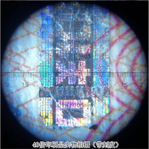 40x Binocular <b>Microscope</b> with Scale, High Magnification, LED, Professional High-Definition Magnifying Glass for Teaching and - Product Image 4