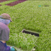 Structure de serre multi-travées en film pour projets à l'étranger – Cadres de serres de qualité commerciale pour l'agriculture