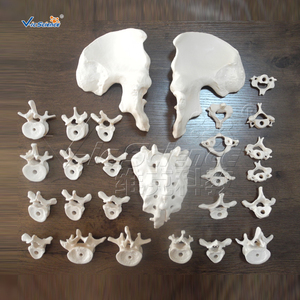 <span class=keywords><strong>Esqueleto</strong></span> Desarticulado con Modelo <span class=keywords><strong>de</strong></span> Cráneo, <span class=keywords><strong>Esqueleto</strong></span> Humano <span class=keywords><strong>de</strong></span> Tamaño Real, Modelo <span class=keywords><strong>de</strong></span> Anatomía para Ciencias Médicas - Product Image 2