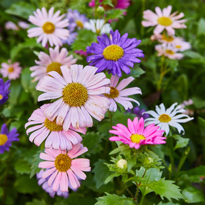 Kit de plantes <span class=keywords><strong>pop</strong></span> durables pour l'extérieur et le bureau avec papillon pollinisateur légumes de ferme en pot pour la conception de la maison - Product Image 2