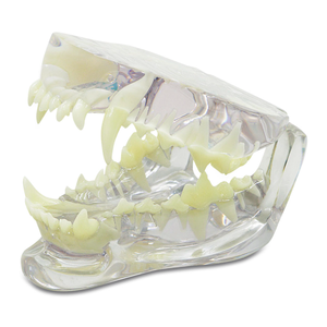 Simulador de entrenamiento dental de alta calidad para educación de salud bucal <span class=keywords><strong>canina</strong></span> - Product Image 1