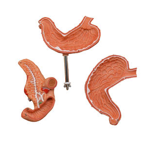 Modelo de estómago humano con vasos esofágicos Duodeno Páncreas y <span class=keywords><strong>nervios</strong></span> - Product Image 4