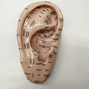 Haute qualité nouvelle oreille d'acupuncture 17CM anglais modèle de formation médicale vente directe d'usine - Product Image 3
