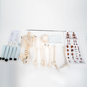Modèle de simulation de squelette humain, squelette avec coloration des points d'origine et d'insertion des muscles - Product Image 1