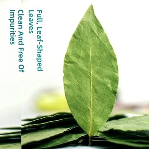 Großhandel Getrocknete Lorbeerblätter Ganze Laurus Nobilis Xiang Ye Kräuter zum Kochen Lebensmittelqualität Natürliche Lorbeerblätter in Großmengen - Product Image 4