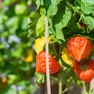 Sachets de thé de sommeil de désintoxication saine aux herbes naturelles Ashwagandha suppléments sains à base de plantes énergie en sac thé à saveur relaxante pour le corps - Product Image 4