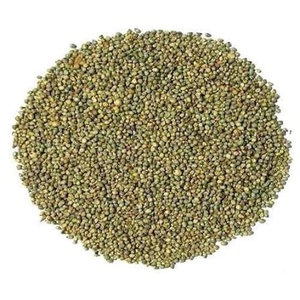 Millet perlé (Bajra) pour la consommation humaine, approvisionnement en gros, achat direct d'usine - Product Image 2